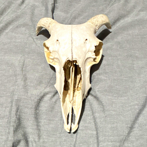 Real ram sheep skull - skull, with