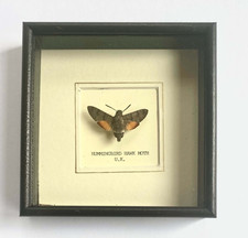 Real Hummingbird Hawk Moth -