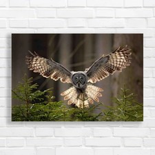 Action Scene Flying Great Grey