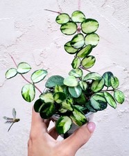 Hoya Mathilde Inner Variegated