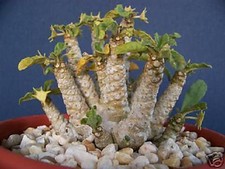 Dorstenia sp exotic rare
