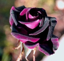 Ruby & Black Rose Seeds Garden Plant Flower -Viable Seeds - UK  FREE P&P