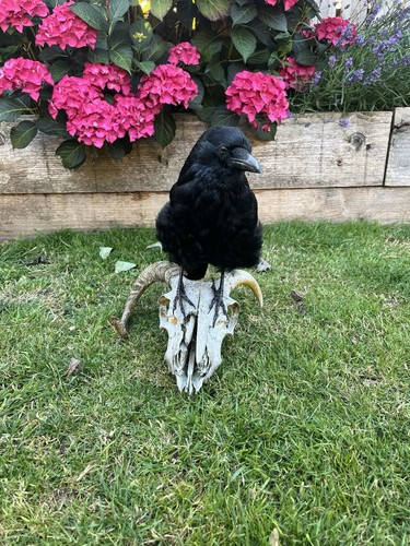 Carrion crow - carrion, (corvus
