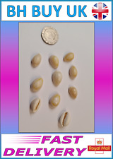 10 x WHITE COWRIE AQUARIUM