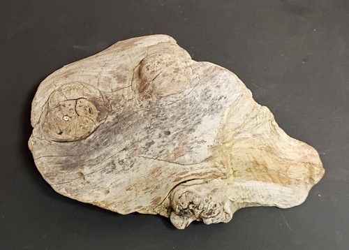 Natural bleached driftwood - natural,