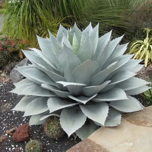 Agave ovatifolia see giant - ovatifolia,