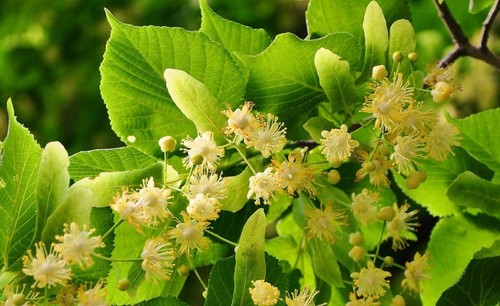 Linden tree tilia - linden, (tilia