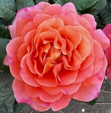 'Rachel' - Standard Rose Budded at 80cm - Fragrant Pink & Peach Blooms