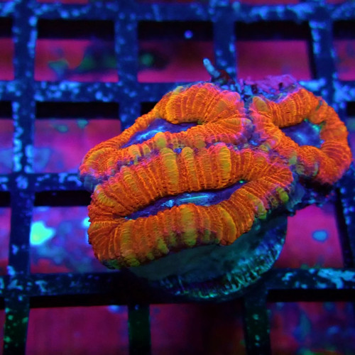 Wysiwyg acan lord - acan, frag