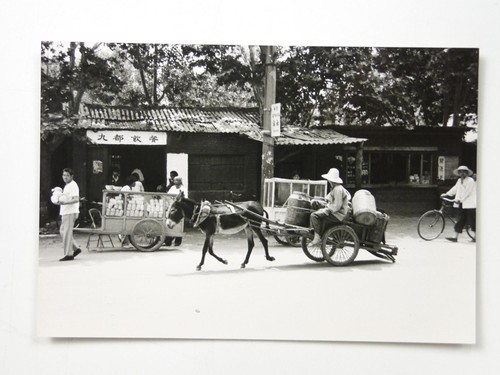 Donkey cart street scene food - donkey,
