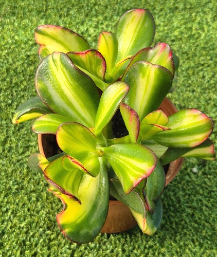 Crassula ovata return of - crassula,