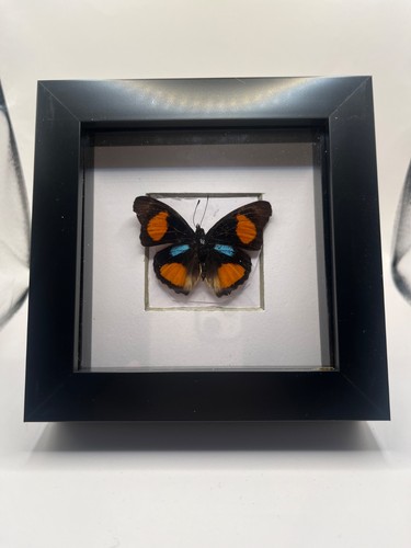 Framed olivewing butterfly - olivewing,