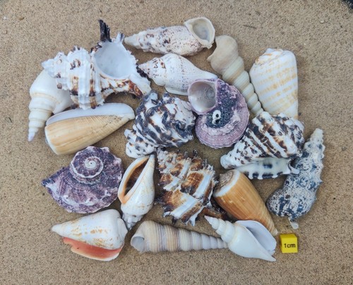 Shells for hermit - for, crabs