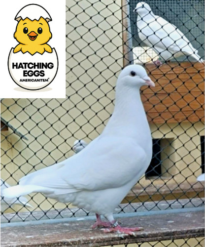 Fertile fresh white king - 2,