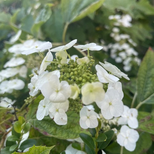 Hydrangea quercifolia white - quercifolia.,