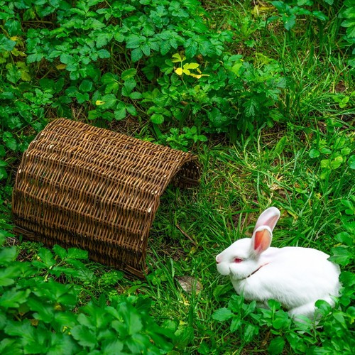 Woodside rabbit guinea pig - woodside, rabbit/guinea
