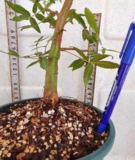 Rare Bursera lancifolia