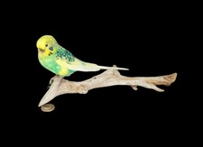 Taxidermy Budgerigar (Melopsittacus undulatus) Log no 731a. On Driftwood 28cm.