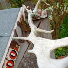 Vintage 13 Point Deer Antlers Rustic Wall Decor