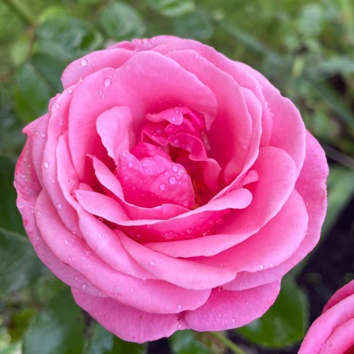 Rosa queen elizabeth rose - rosa-,