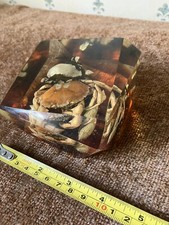 Vintage 1970 crab - vintage, shells