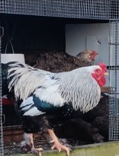 Silver partridge brahma - silver,