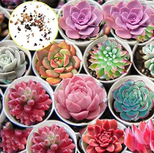 100 hens and chicks cactus - and,
