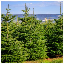 25 Nordmann Fir Christmas Trees 15-20cm.Britains Best No Needle Drop Nordman