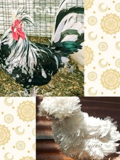 6 Self White Polish / Mottled