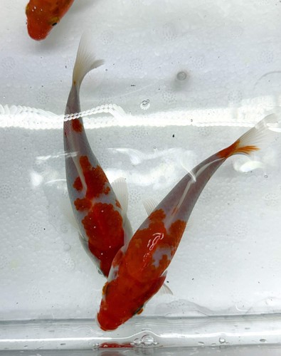 Pack kohaku koi live - 2-pack,