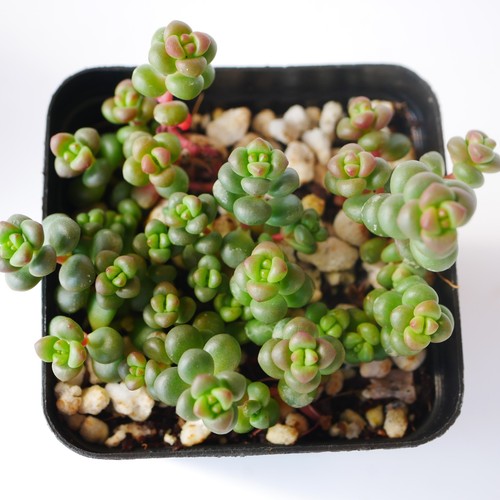 Sedum divergens 5cm with - divergens,