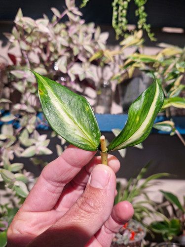 Hoya polyneura inner - hoya, 💚inner