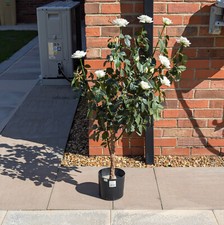 Artificial Rose Tree - Cream roses, 4ft (120cm), Lime/White