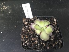 Pinguicula Cyclosecta