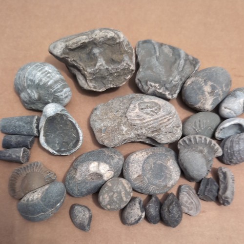 Jurassic marine fossil - jurassic,