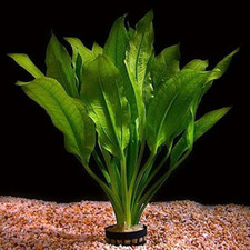 Live Aquarium Plant "Echinodorus Bleheri" Potted