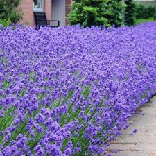 6 Scented English Lavender Munstead Lavandula Hardy Perennial Garden Plug plants