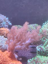 Pink Kenya Tree Coral Frag Soft coral live marine coral