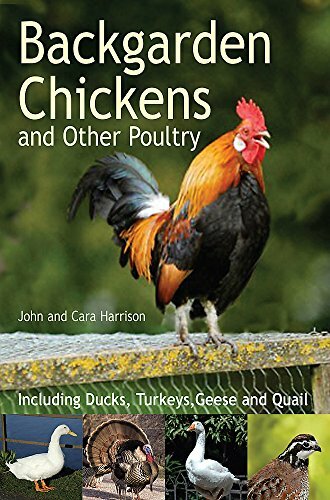 Backgarden chickens and other - backgarden,