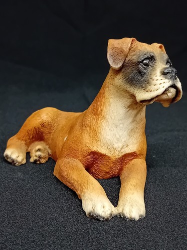 Boxer dog tan white - dog., &