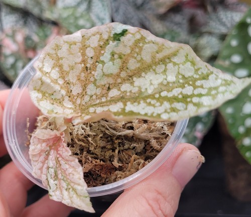 Begonia pink snowcap - begonia,