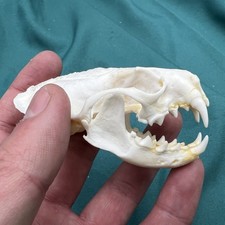 Real Mink Skulls Animal Bones