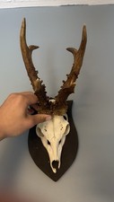Beautiful Roe Deer Buck Antlers Horns Outdoors Nature Taxidermy Country