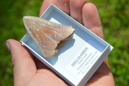 Wow genuine megalodon - genuine,
