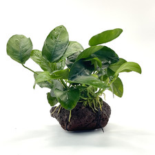 Anubias barteri var nana on - var.,