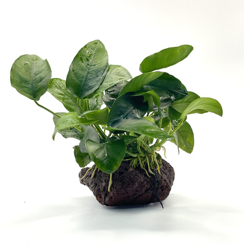 Anubias barteri var nana - var.,