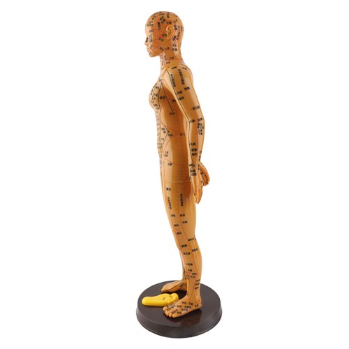 ծfemale human body - human,