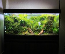 200L Fish tank.Absolutely stunning fish tank. Fluval Filter, Real plants, fish.