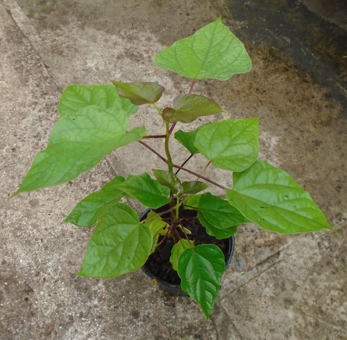 Catalpa bignonides indian bean - bignonides,