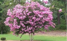 10 x Common Crape Myrtle Tree